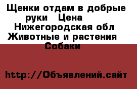 Щенки отдам в добрые руки › Цена ­ 10 - Нижегородская обл. Животные и растения » Собаки   